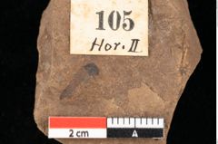 Foto (Detailansicht) von Jungermannia goepperti Ettingshausen (NHMW-GEO-2024-0188-0105)